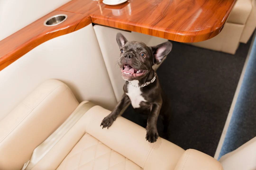 French bulldog standing on leather seat inside private jet cabin while travelling
